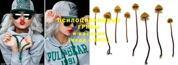 индика Новодвинск